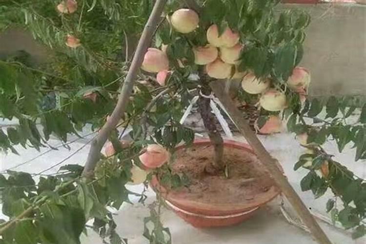 红豆是种在土里还是种在水里 红豆适合种在土里还是种在水里
