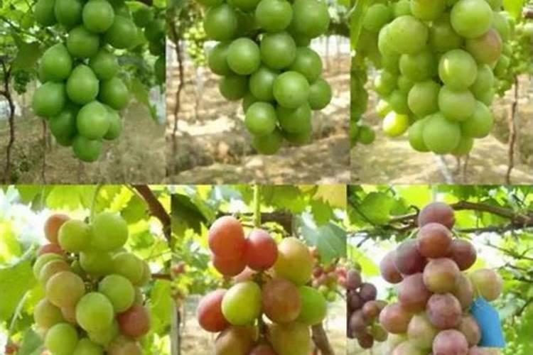 夏黑葡萄转色期喷几次磷酸二氢钾叶面肥？