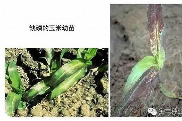 玉米使用什么叶面肥好