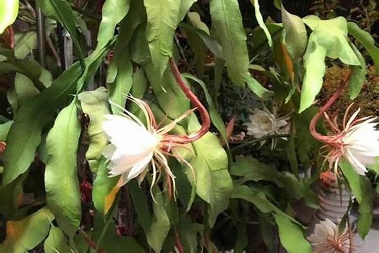 昙花施肥用什么肥料,长花蕾的时候可以施肥吗