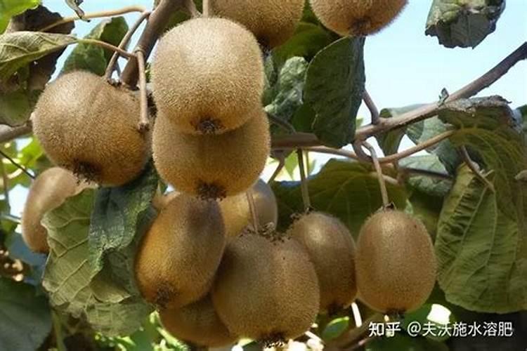 西红柿打头后,还能喷芸苔素吗