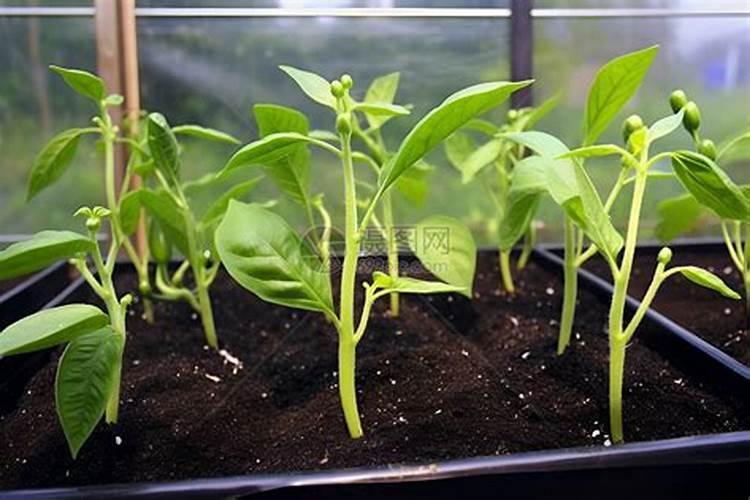 氮肥、磷肥、钾肥对植物生长用什么作用？