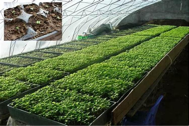 如何种植蔬菜,青菜种植方法