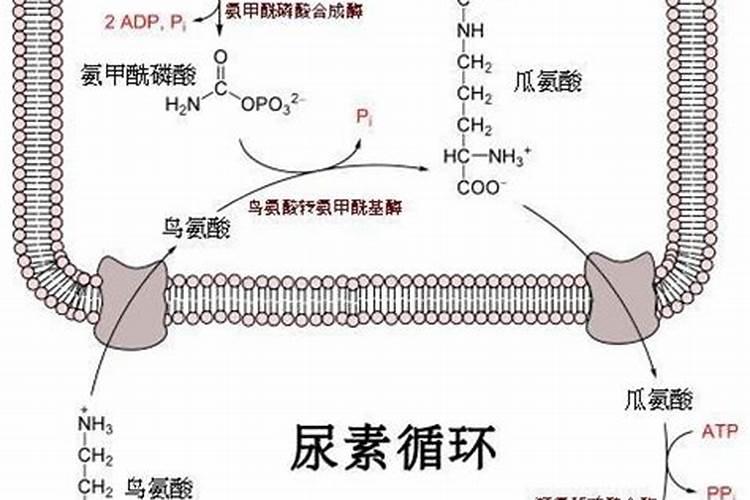 尿素和氮肥有什么区别