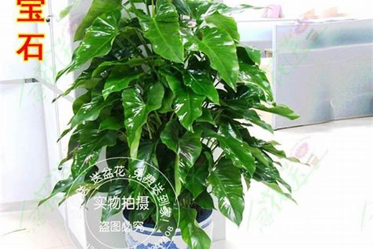 黄瓜用叶绿后彭瓜慢怎么办？
