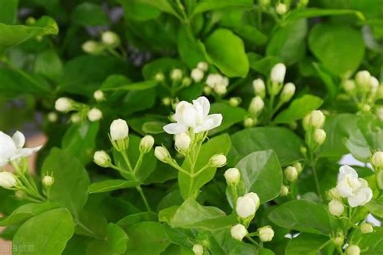 种植西瓜,主要步骤是什么？