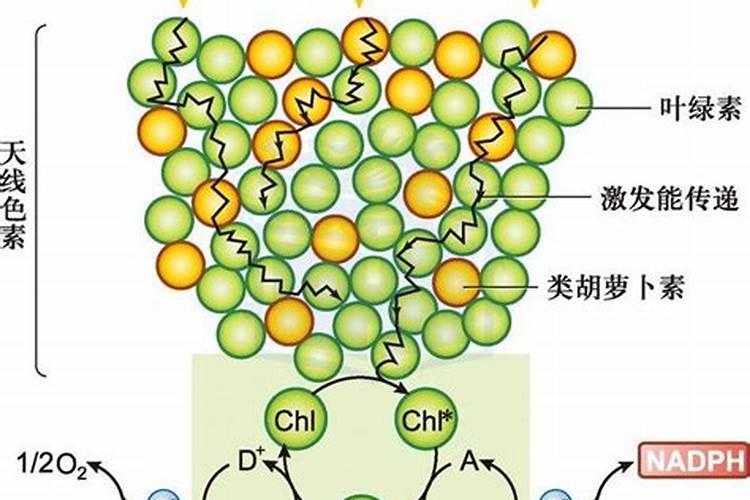 铵态氮肥特点及作用