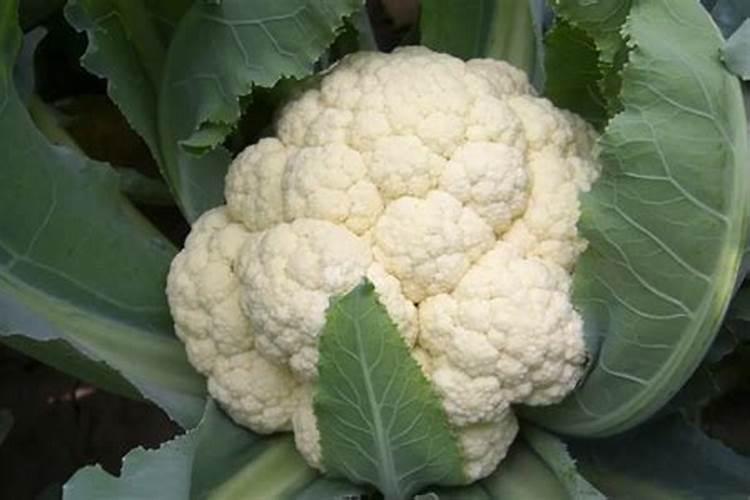 微量元素肥料在植物体内的作用及施用方法？