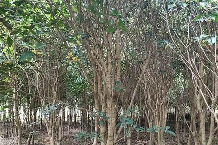 磷酸二氢钾喷式菜花的比例是多少？