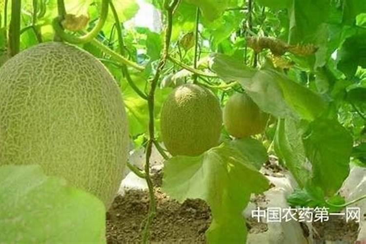 哈密瓜是早上授粉好还是下午授粉好？