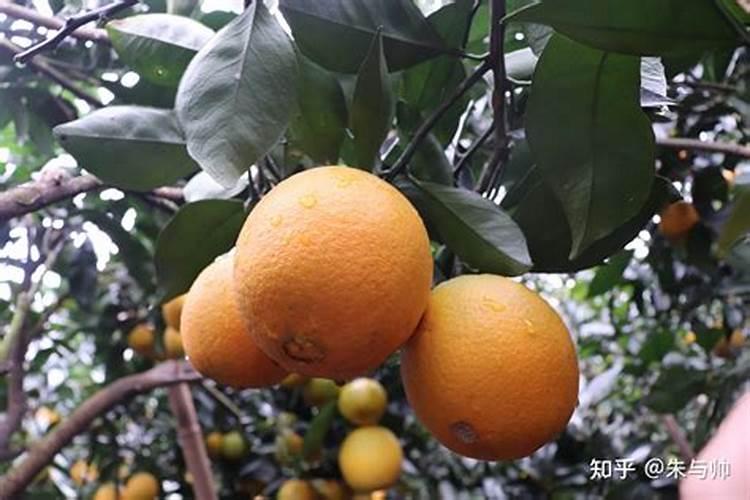 脐橙冬肥施什么肥好 施肥方法及技巧