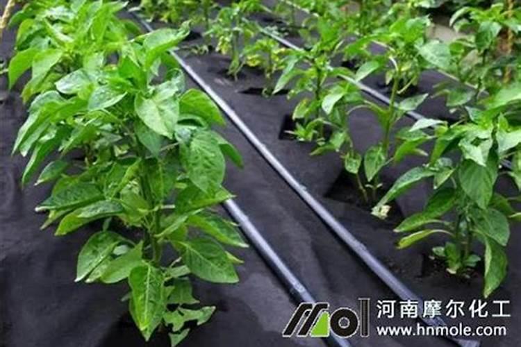 氮肥和磷钾肥能一起用吗 氮肥可以促进植物什么生长