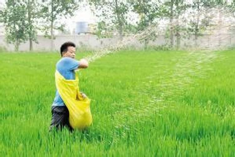 油菜施什么肥好