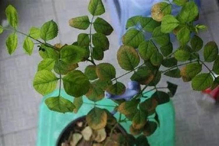 绿色植物的三大肥料是什么？它们各有什么用途？