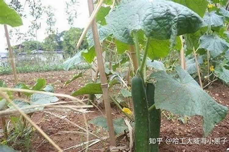 吊兰施什么肥 吊兰怎么施肥