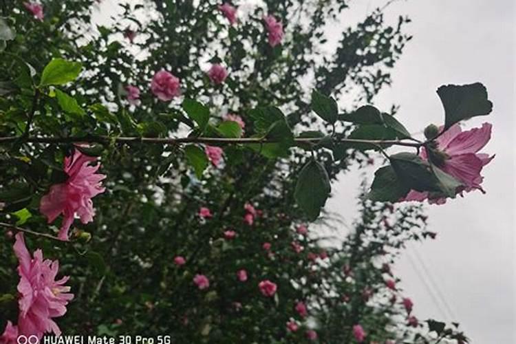 木槿花需要什么肥料