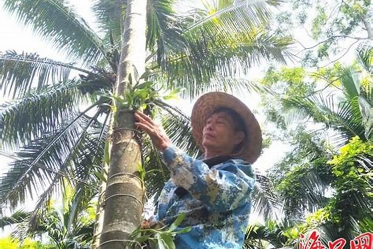 泰国清莱可以种植槟榔吗？