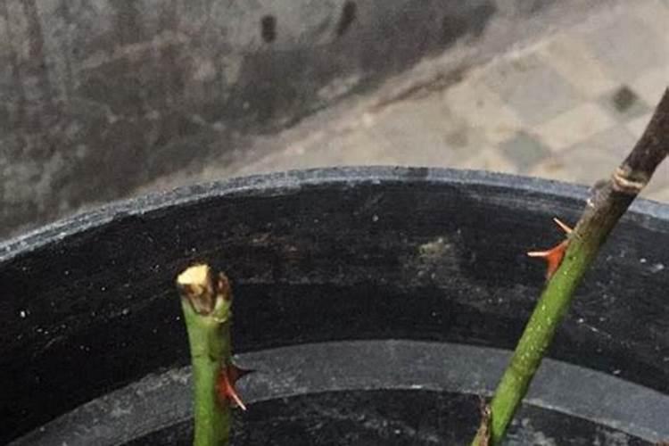 玫瑰花发芽了,怎么养？
