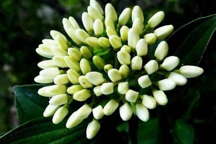 茶花耐寒最低温度(四季茶花冬天怎么养能过冬)