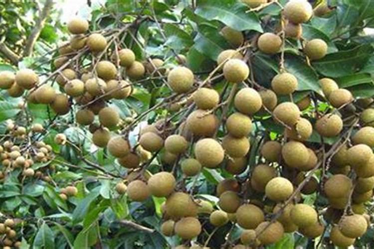 龙眼什么时候开花结果