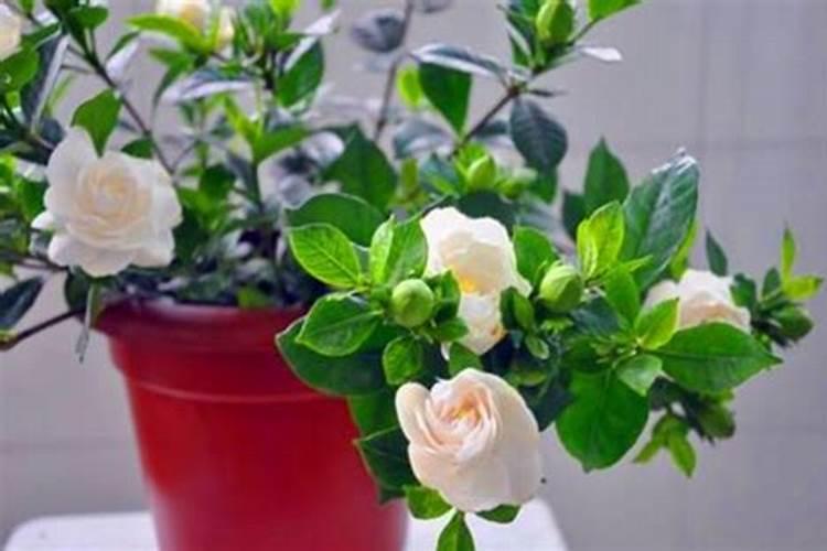 栀子花春天怎么施肥