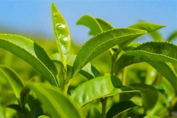 油茶树施什么肥比较好(种植油茶树施什么肥料长得快)