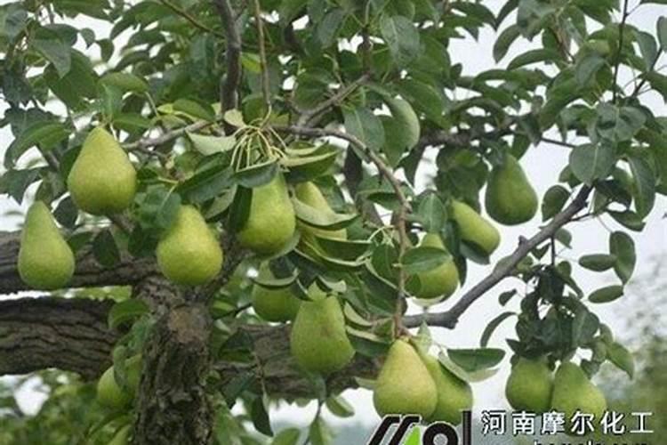 蟹爪兰夏天怎么浇水