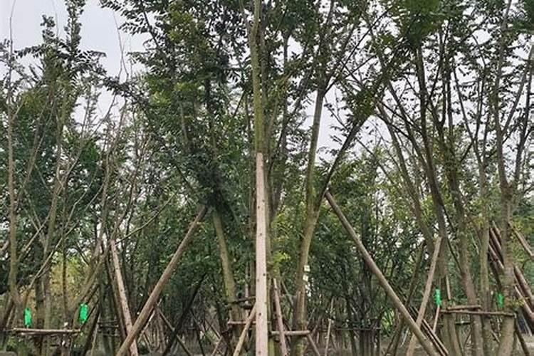 哪种石榴树结的果子又大又甜