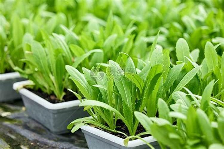 种蔬菜用什么肥料又快又好吃