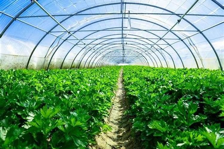 种菜用什么肥料最好