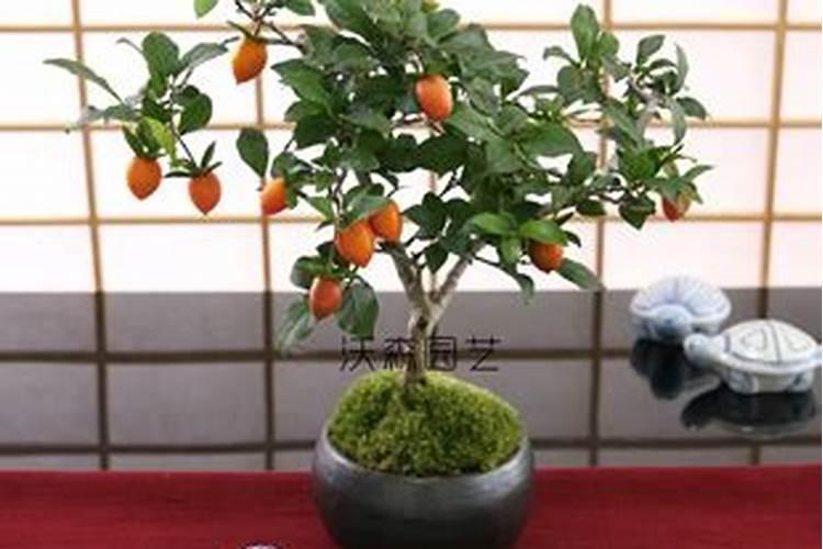 西红柿如何施肥最好