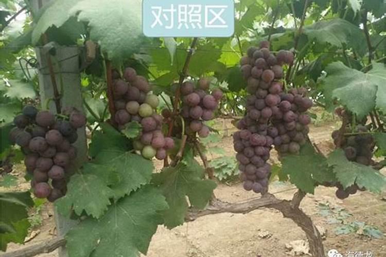 鱼蛋白肥料的功能和效果