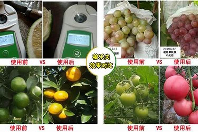什么叶面肥能让水果提前成熟？