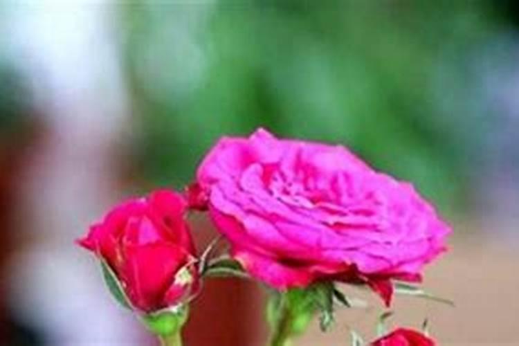 月季花用什么肥料最佳？