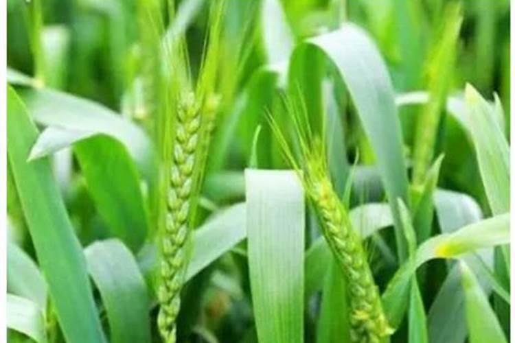 阳台种菜用什么肥料