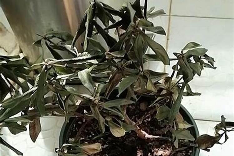 施肥过量叶子蔫了怎么办 凤仙花怎么施肥