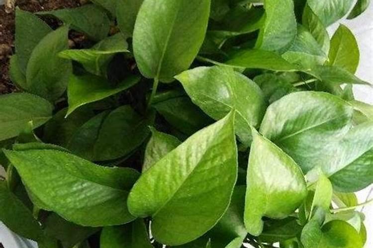 凤仙花怎么施肥,施肥过量叶子蔫了怎么办