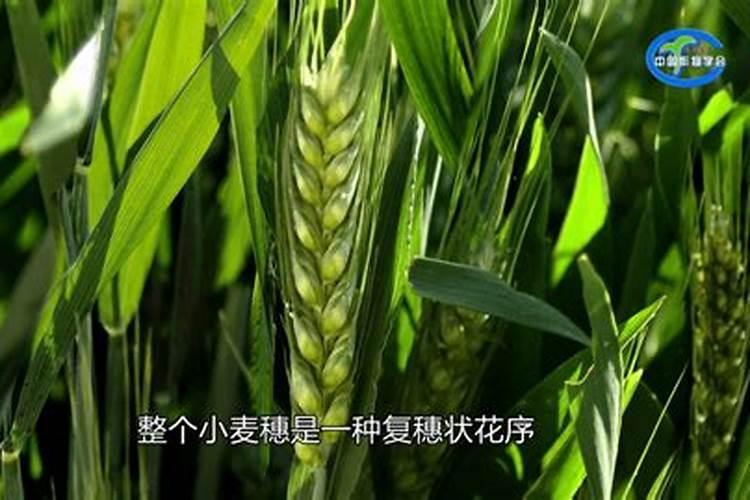 小麦硼肥的最佳使用时期