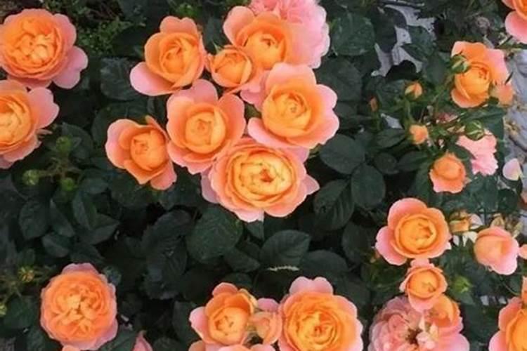 西瓜开花期能浇水吗？