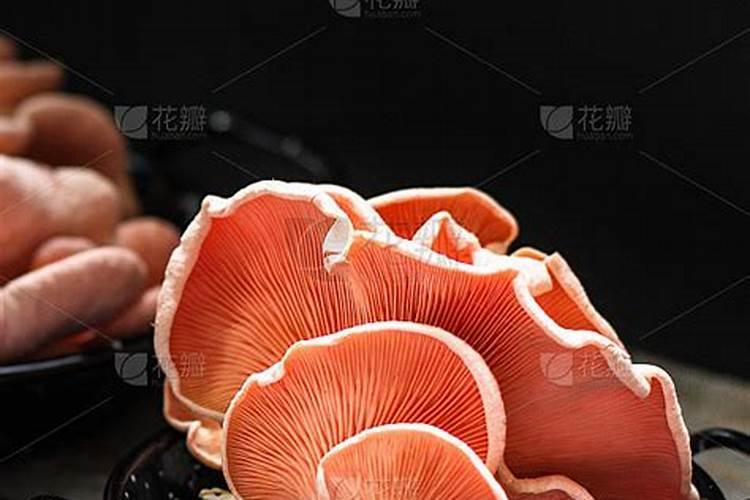 平菇种植常见误区 怎么能养出来平菇