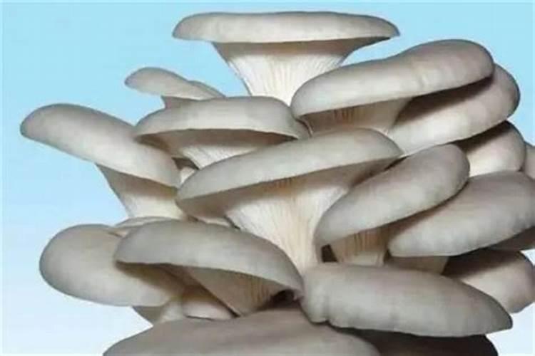 平菇种植常见误区是什么