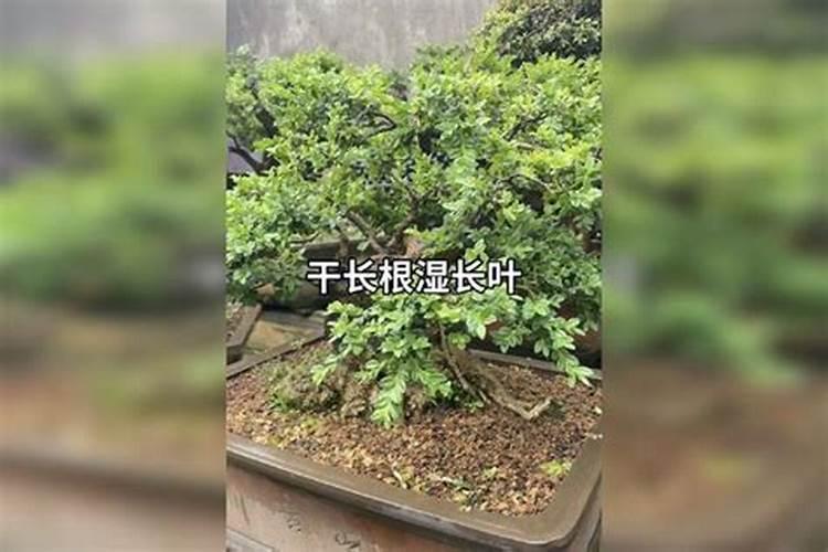 比久 和多效唑能在葡萄上叶面上喷洒么？两者都有什么效果？
