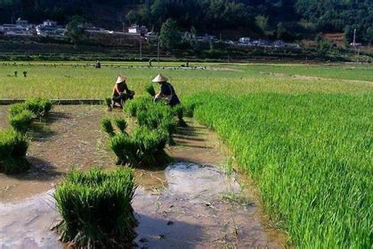 水稻分蘖期打什么叶面肥好？