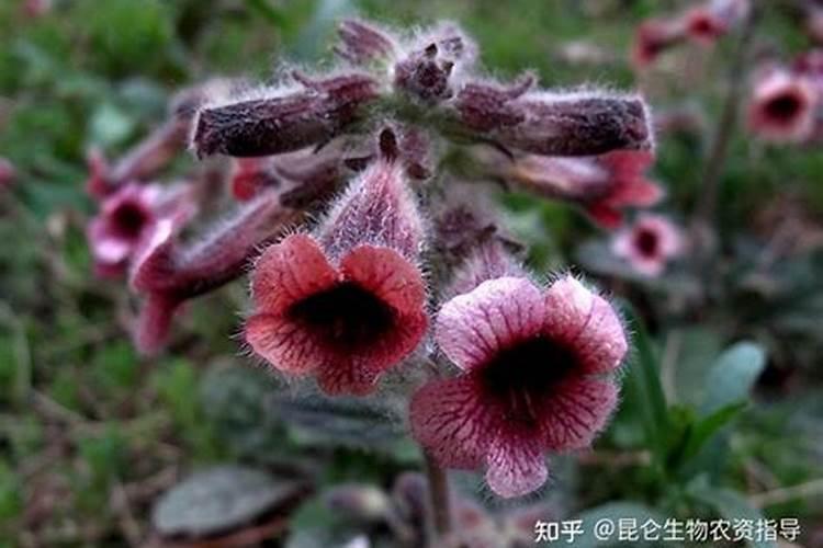 地黄的培养技术,你有哪些了解呢？