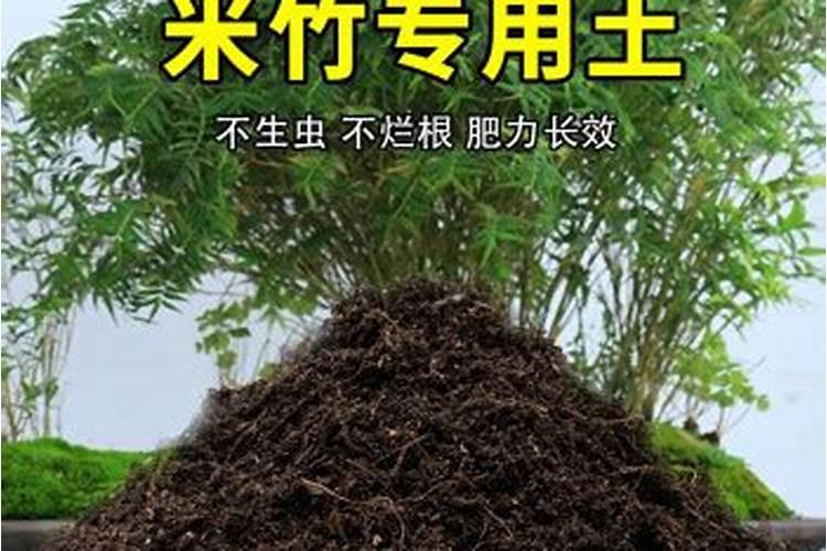 米竹盆景的养殖方法