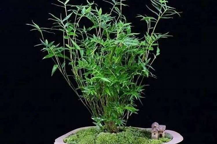 室内米竹的养殖方法