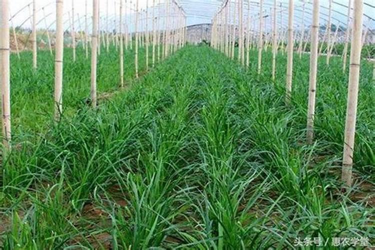 葡萄发芽是否喷叶面肥？用什么叶面肥好？