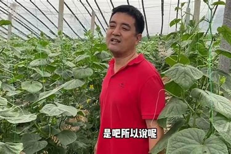 钾肥是什么肥料做成