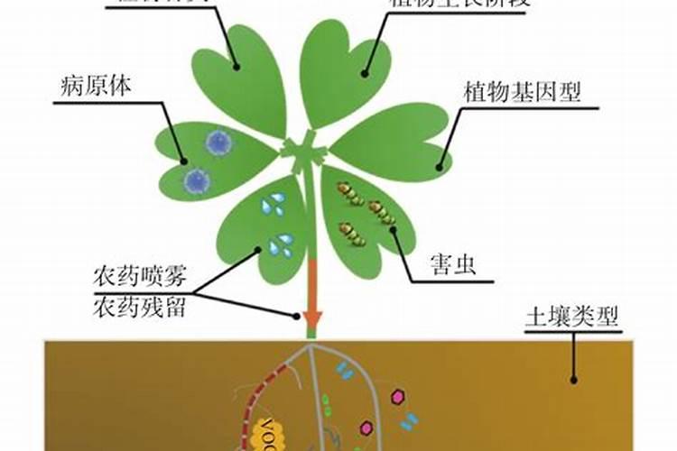 桔子树怎么剪枝 果期后修剪管理方法