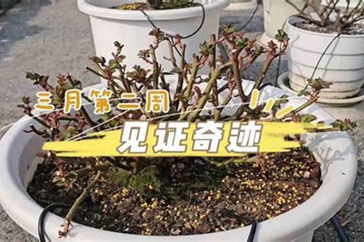 地栽月季如何使用复合肥